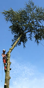 frezen & uitgraven van bomen